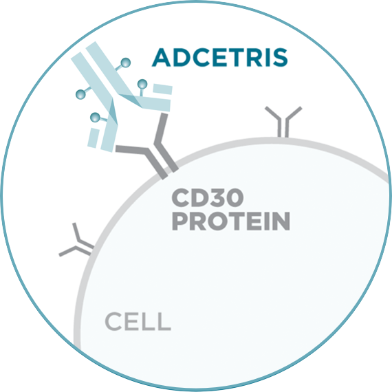 ADCETRIS® (brentuximabvedotin) attaching to a cell via CD30 protein.