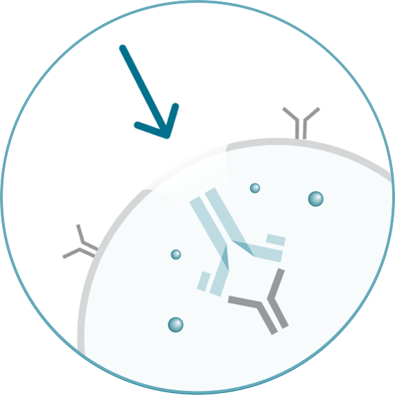 ADCETRIS® (brentuximabvedotin) is brought into and released inside the cell.