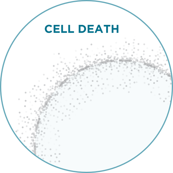 The cell dies.